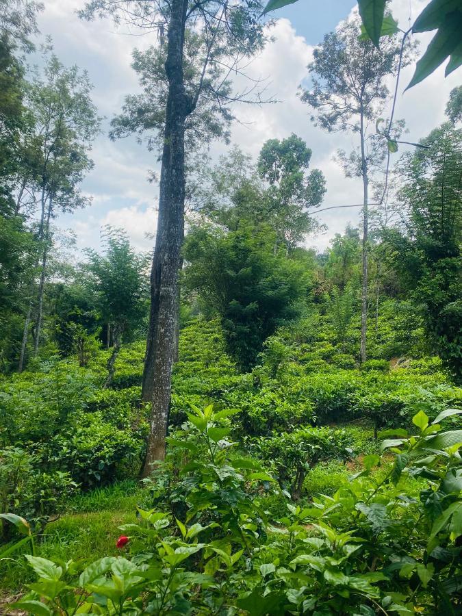 Treetops אלה מראה חיצוני תמונה